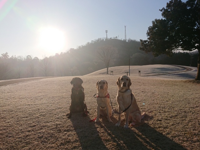 大阪から近いドッグラン